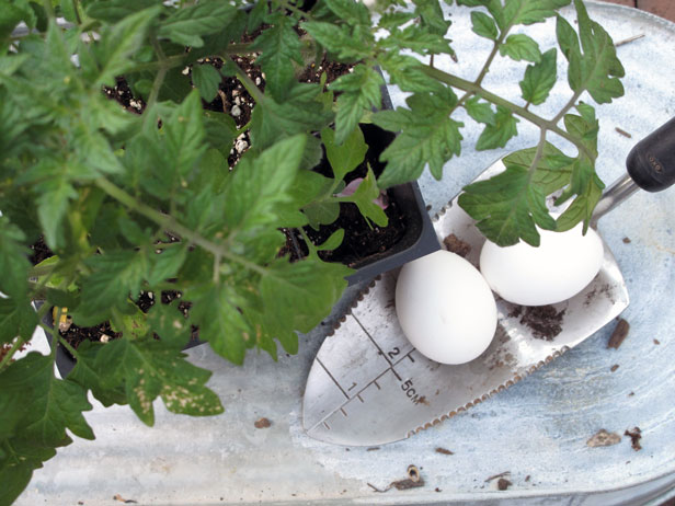 9 Tomato Planting and Growing Tips to