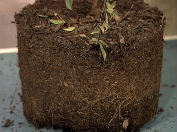 young trees with healthy roots grow rapidly young trees with healthy roots grow rapidly