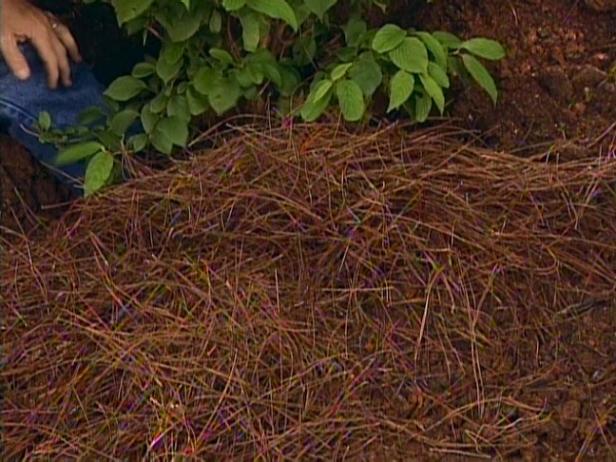 apply mulch around base of shrub apply mulch around base of shrub