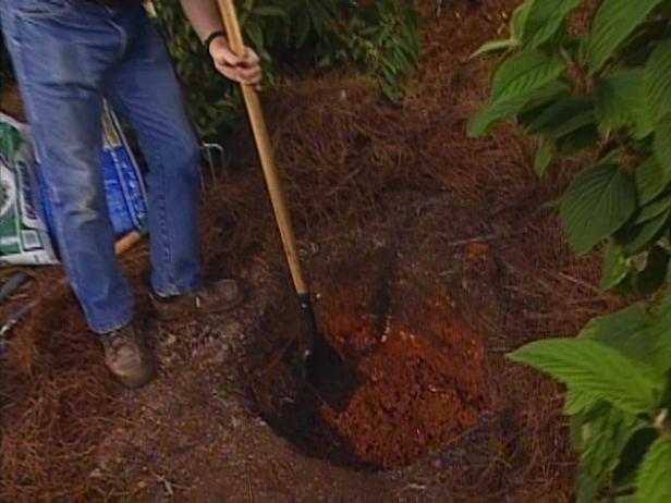 dig the planting hole dig the planting hole