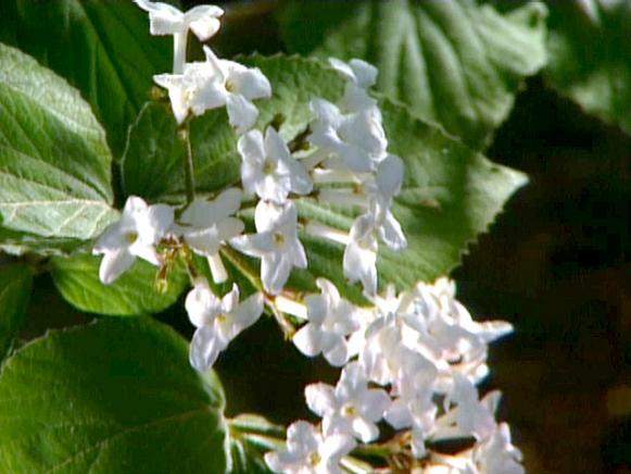 viburnum has attractive blooms,foliage ad fruit viburnum has attractive blooms,foliage ad fruit