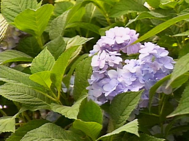 hydrangeas offer variety of big impact flowers hydrangeas offer variety of big impact flowers
