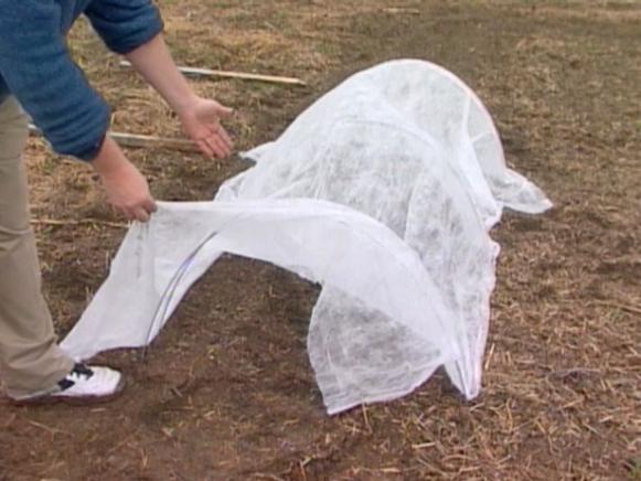 cloche is old fashioned way to protect plants cloche is old fashioned way to protect plants