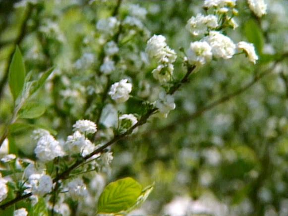 spirea requires very little care and maintenance spirea requires very little care and maintenance