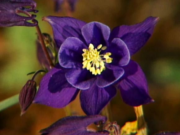 columbines are perennials that bloom in spring columbines are perennials that bloom in spring