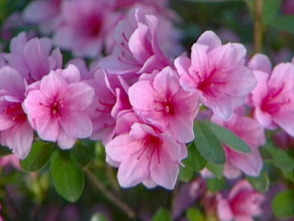 azaleas make a dazzling dislay of flowers azaleas make a dazzling dislay of flowers