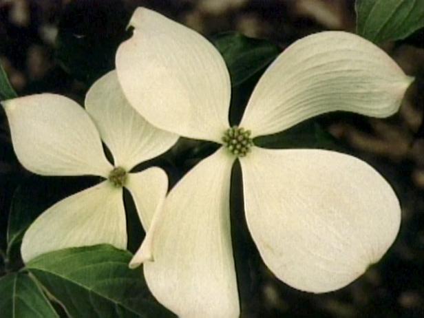 dogwood noted for white flowers in late spring dogwood noted for white flowers in late spring
