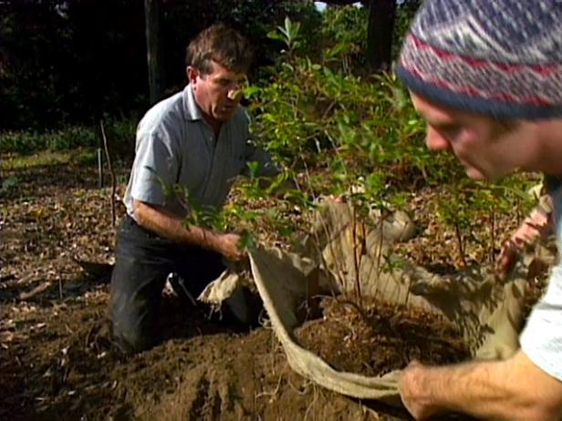 lift plant into hole using burlap lift plant into hole using burlap
