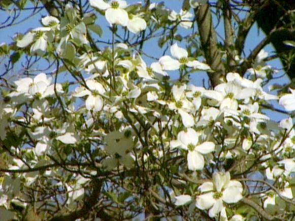a favorite among blooming trees is the dogwood a favorite among blooming trees is the dogwood