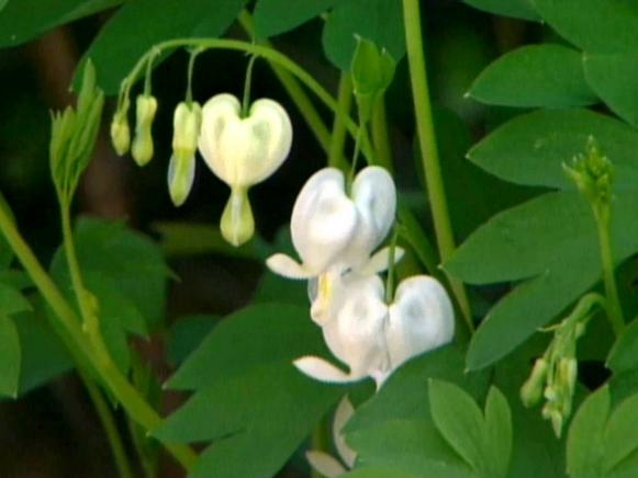 bleeding heart has blooms shaped like tiny hearts bleeding heart has blooms shaped like tiny hearts