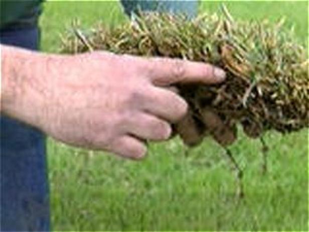 determine if lawn needs dethatching determine if lawn needs dethatching