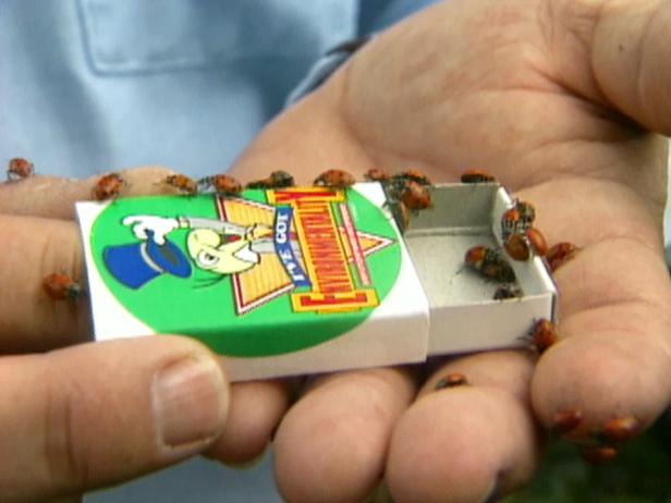 hardest working beneficial insects is ladybug hardest working beneficial insects is ladybug