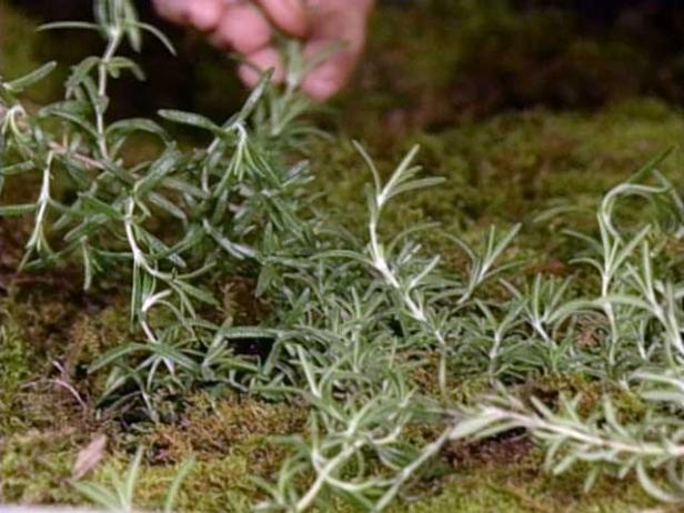 rosemary is very aromatic when brushed or bruised rosemary is very aromatic when brushed or bruised