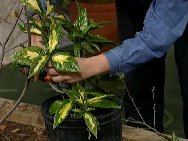 pruning will rejuvinate shrub pruning will rejuvinate shrub