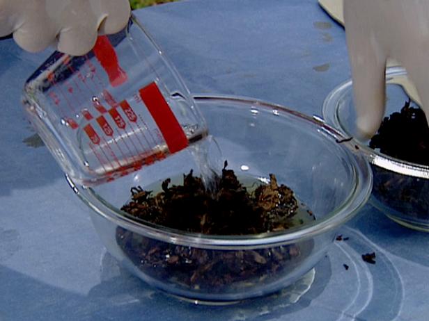 soak tobacco in ammonia and water for brown soak tobacco in ammonia and water for brown