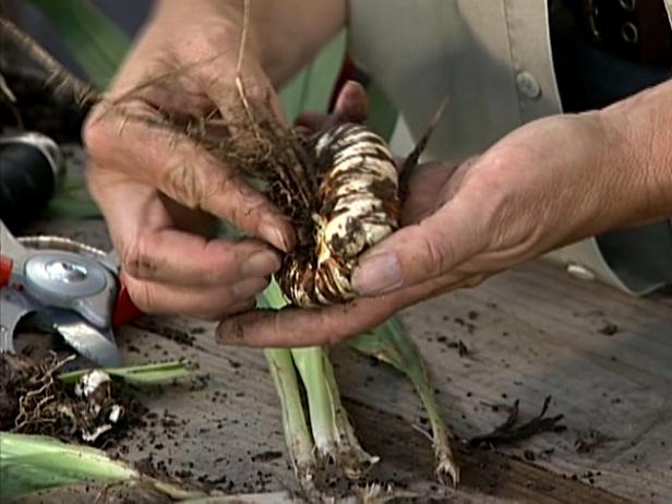 dig bulbs from ground at end of season dig bulbs from ground at end of season