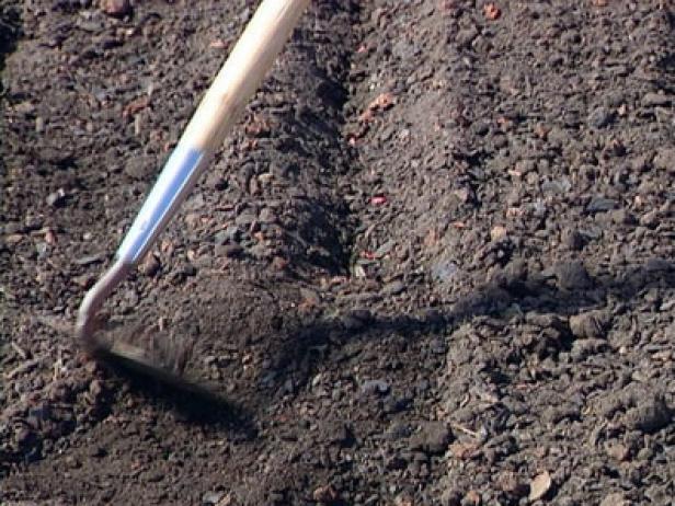 Rake Soil Over Corn Seed Cover Corn Seed with Soil
