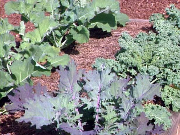 Harvest Kale as Soon as It's Ripe Harvest Kale as Soon as It's Ripe