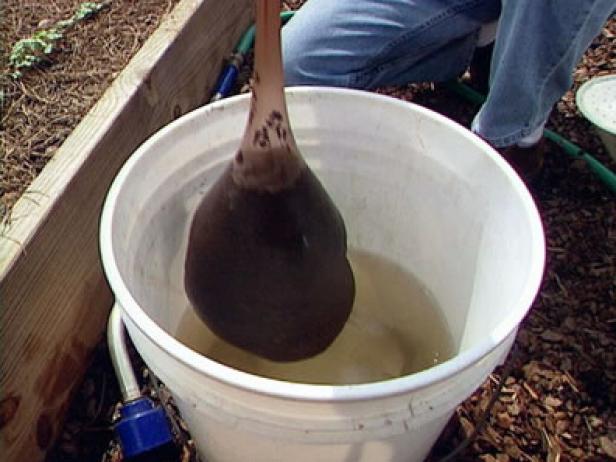 rutabagas do well with doses of compost tea rutabagas do well with doses of compost tea