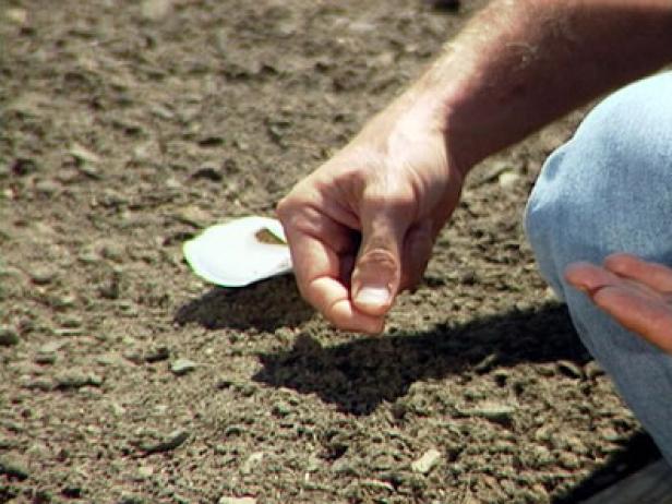 Plant Carrot Seeds Plant Carrot Seeds