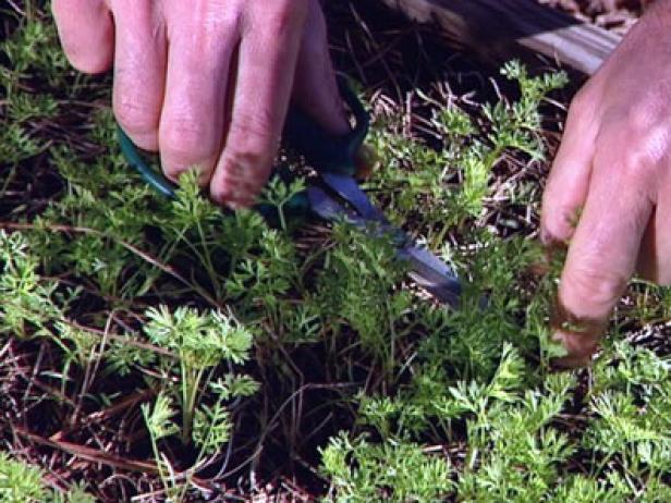 Trim Carrot Seedlings With Scissors Trim Carrot Seedlings With Scissors