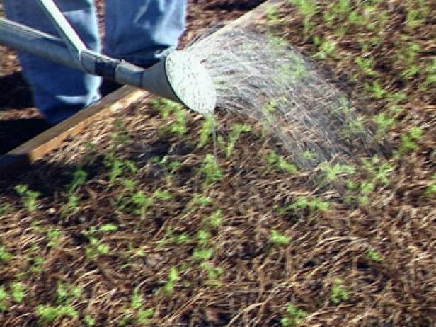 Keep Carrot Soil Damp Keep Carrot Soil Damp