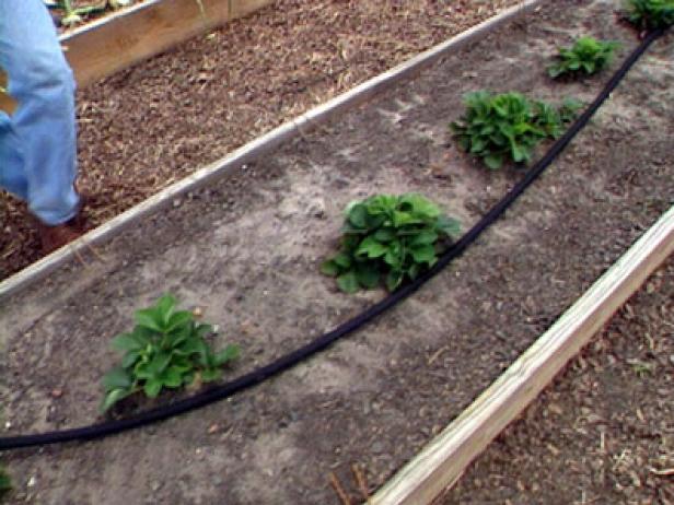 a soaker hose goes straight to the root a soaker hose goes straight to the root