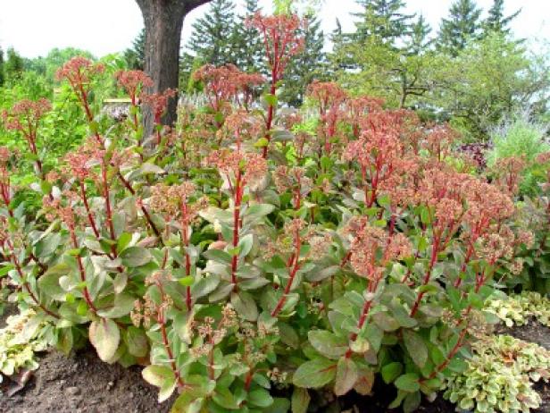 Sedum Sedum