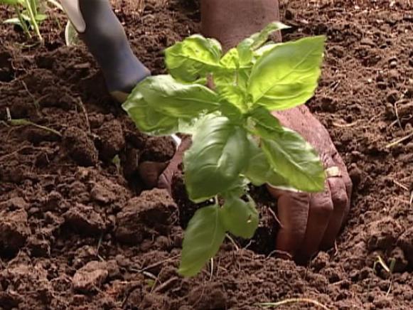 sweet basil is popular herb used in cooking sweet basil is popular herb used in cooking