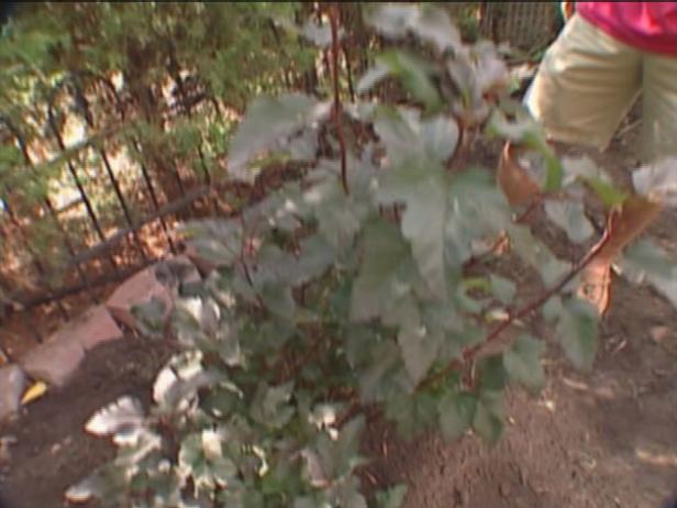 diablo ninebark is adaptable to all conditions diablo ninebark is adaptable to all conditions