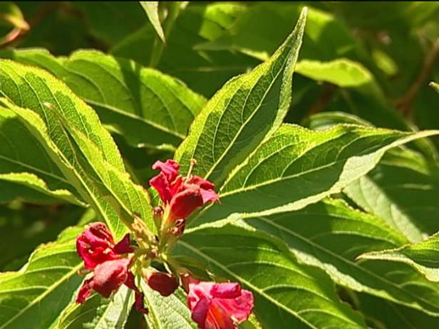 french lace weigela has scarlet red flowers french lace weigela has scarlet red flowers