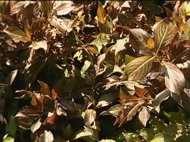 weigela midnight wine is low maintenance plant weigela midnight wine is low maintenance plant