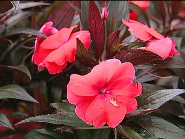 sonic salmon new Guinea impatiens can tolerate sun sonic salmon new Guinea impatiens can tolerate sun