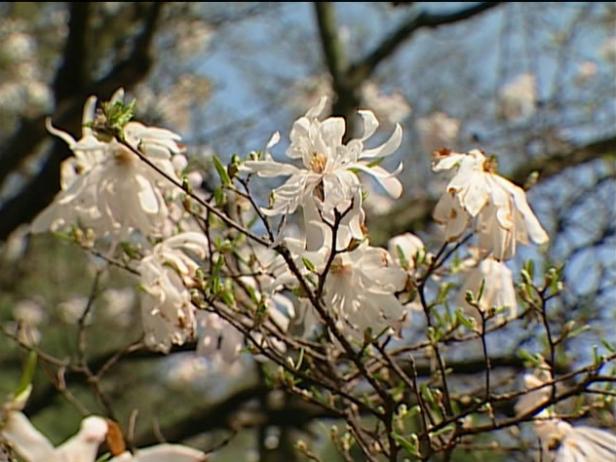 royal star magnolia can grow up to 12 feet tall royal star magnolia can grow up to 12 feet tall