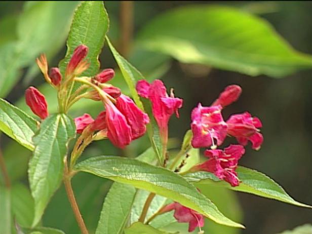 rubidor weigela is easy to grow rubidor weigela is easy to grow