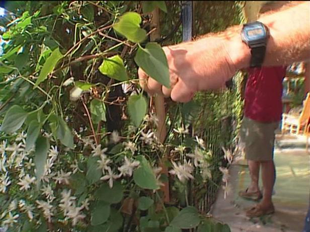 sweet autumn clematis needs trellis or arbor sweet autumn clematis needs trellis or arbor