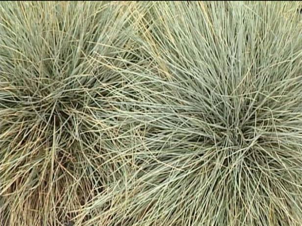 elijah blue fescue is evergreen ornamental grass elijah blue fescue is evergreen ornamental grass