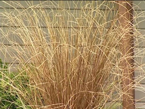 fox red curly edge has flower spikes in summer fox red curly edge has flower spikes in summer