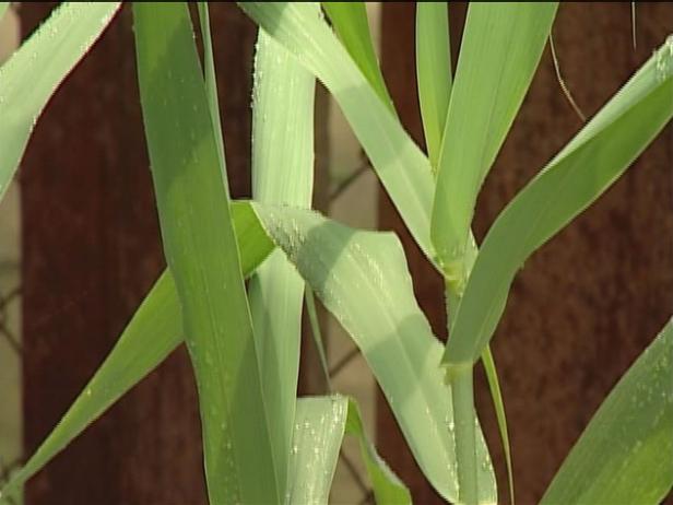 giant reed grass is listed as a noxious weed giant reed grass is listed as a noxious weed