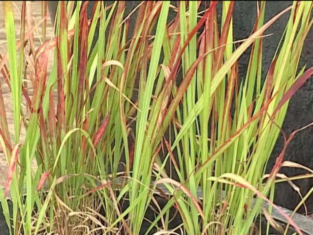 japanese blood grass is banned in 9 states japanese blood grass is banned in 9 states