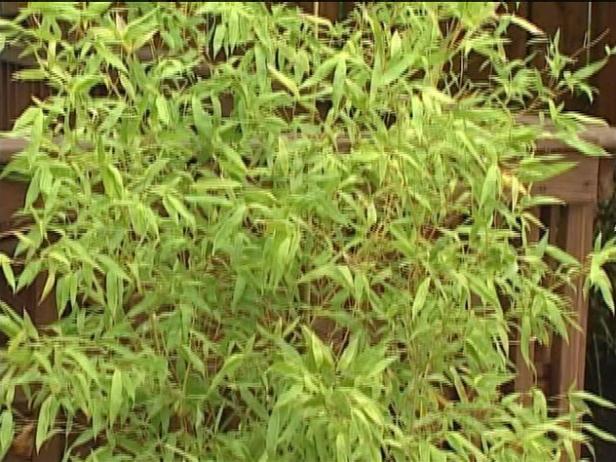 naked bamboo is very large dark caned bamboo naked bamboo is very large dark caned bamboo