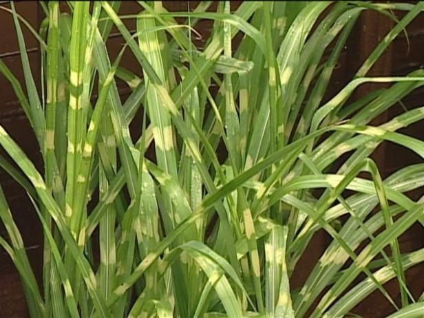 porcupine grass is non native invasive grass porcupine grass is non native invasive grass