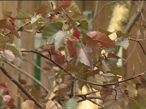 purple birch is deciduous tree with white bark purple birch is deciduous tree with white bark