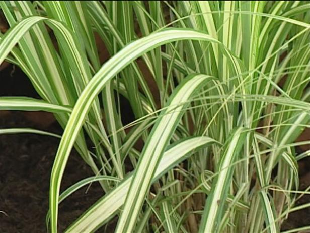 silver maiden grass is ornamental but invasive silver maiden grass is ornamental but invasive
