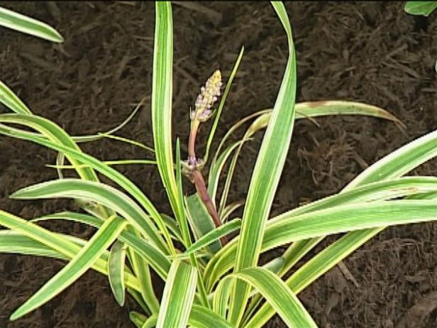 variegated lily turf is tufted ground cover variegated lily turf is tufted ground cover
