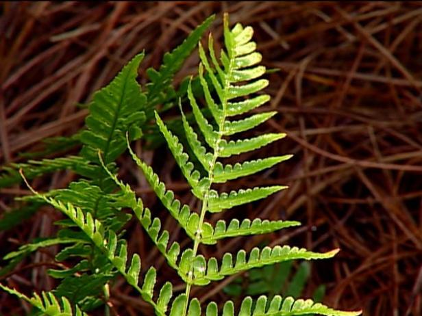 autumn fern is deciduous to evergreen fern autumn fern is deciduous to evergreen fern