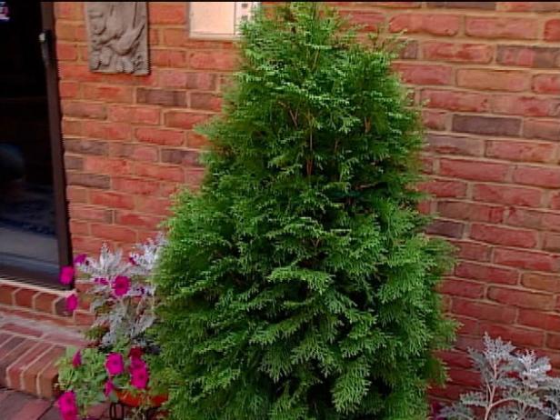 emerald eastern arborvitae has pyramidal shape emerald eastern arborvitae has pyramidal shape
