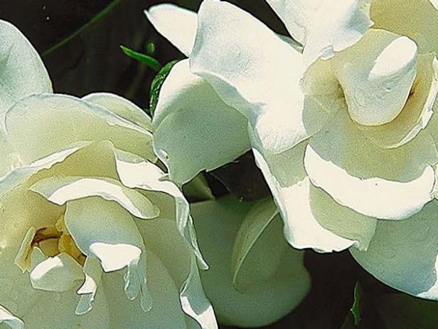 august beauty gardenia has fragrant flowers august beauty gardenia has fragrant flowers