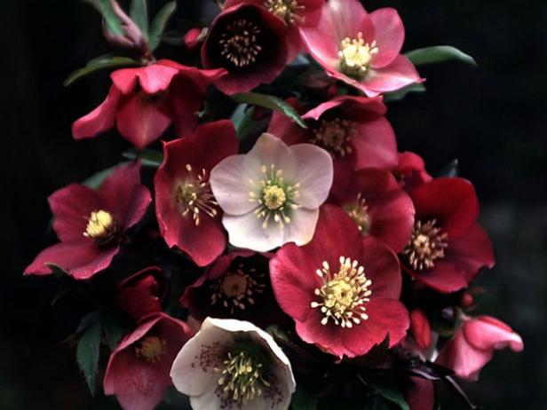 lenten rose blooms in late winter to early spring lenten rose blooms in late winter to early spring
