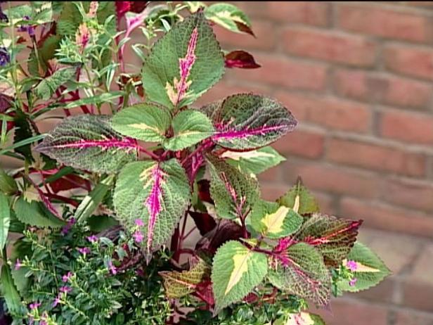 beefsteak plant is an annual with edible foliage beefsteak plant is an annual with edible foliage